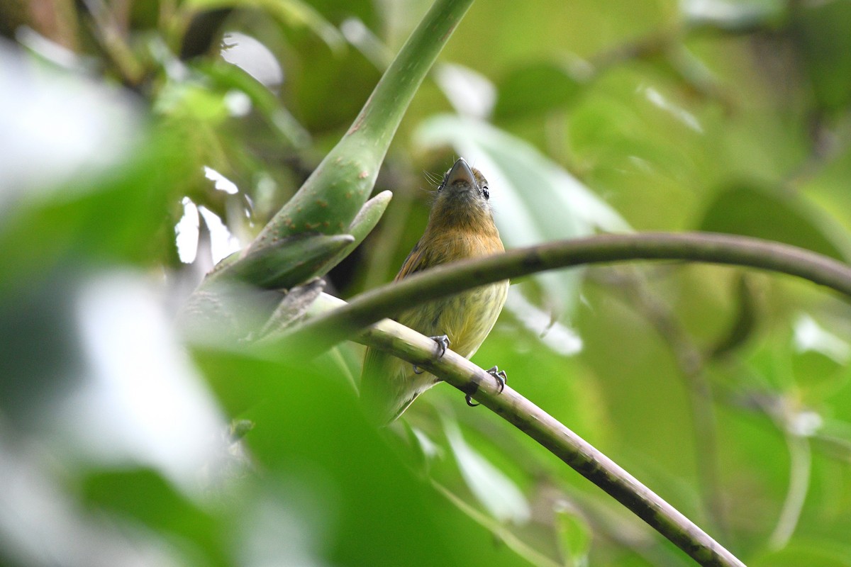 Fulvous-breasted Flatbill - ML613272364