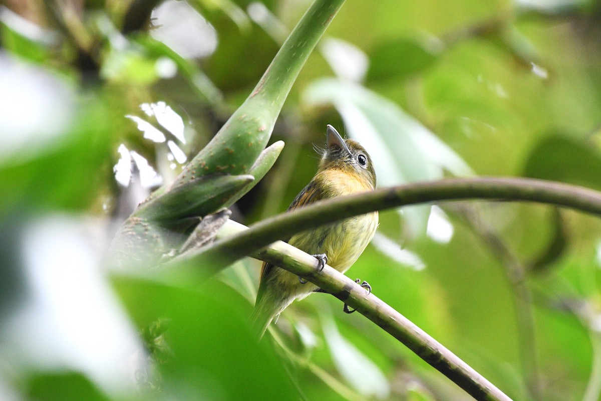 Fulvous-breasted Flatbill - ML613272365