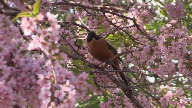 Rufous Sibia - ML613272411