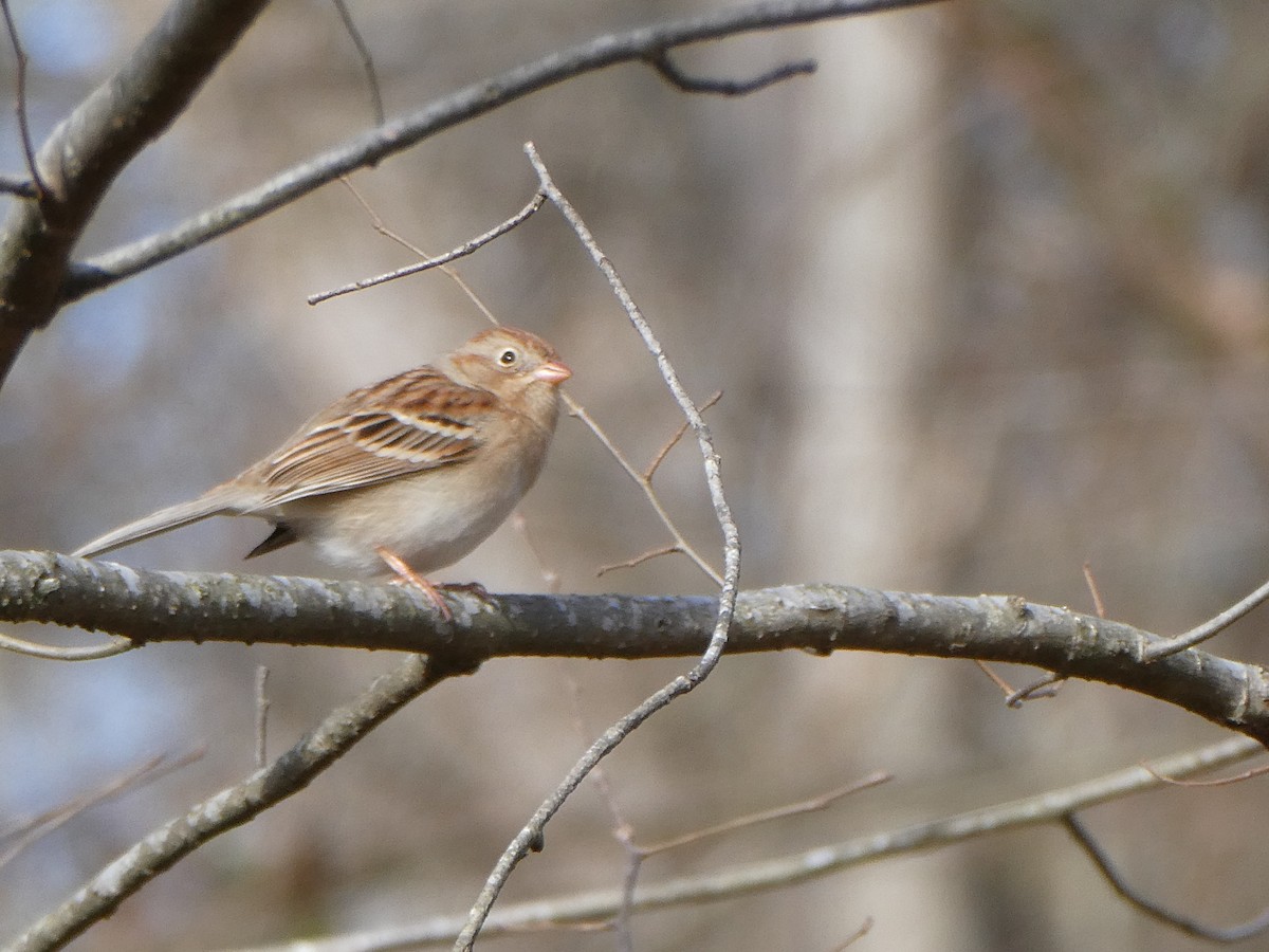 Field Sparrow - ML613272547