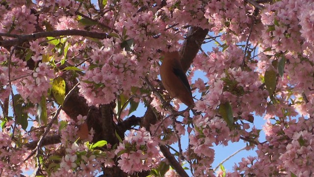 Rufous Sibia - ML613272656