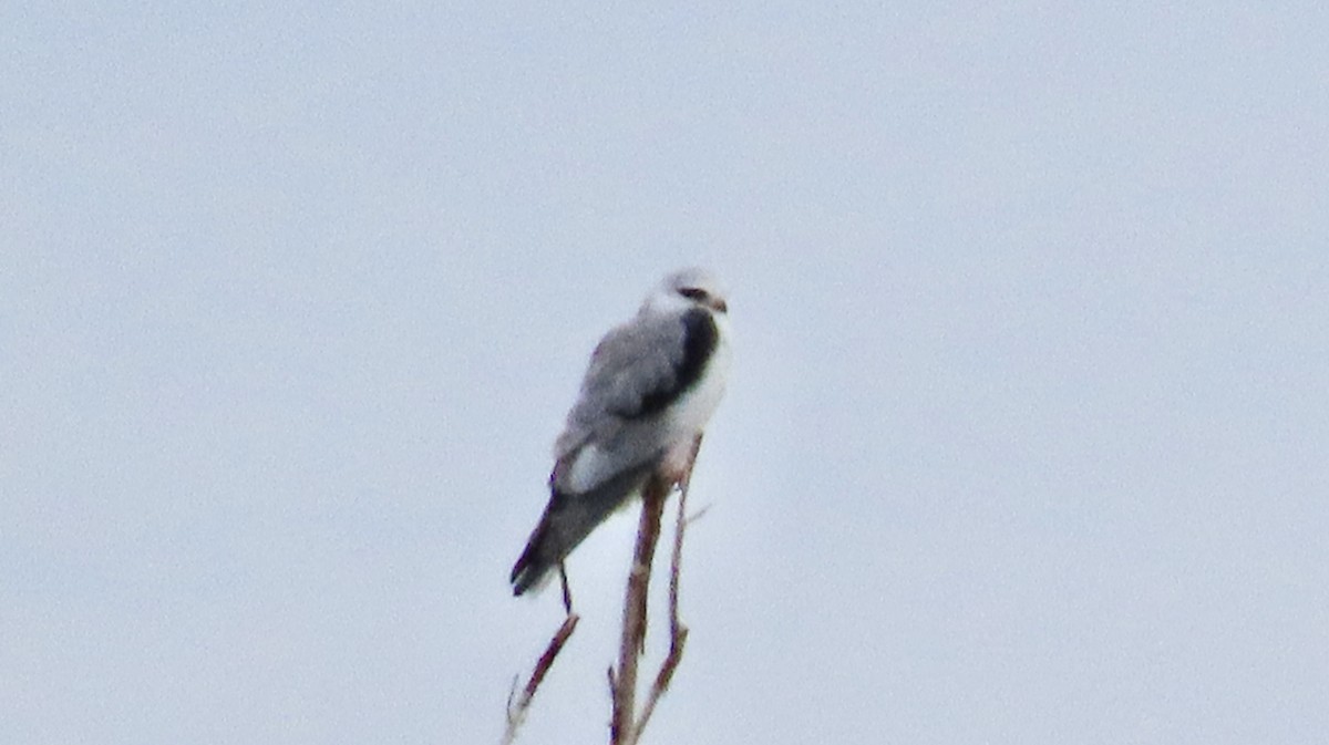 White-tailed Kite - ML613272678