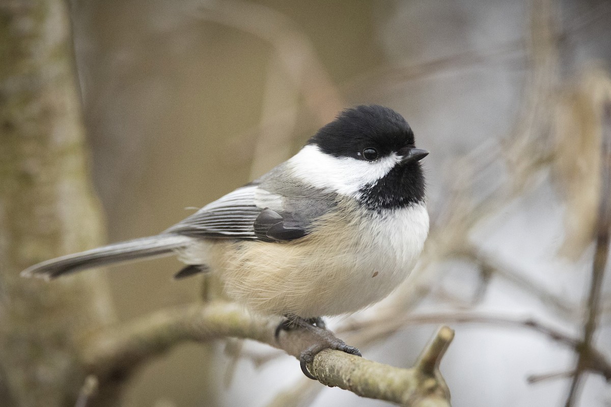 Black-capped Chickadee - Michael Bowen