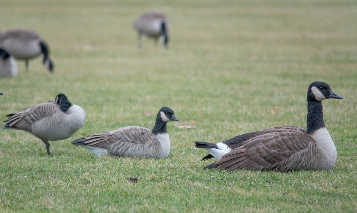 Cackling Goose - Gale VerHague