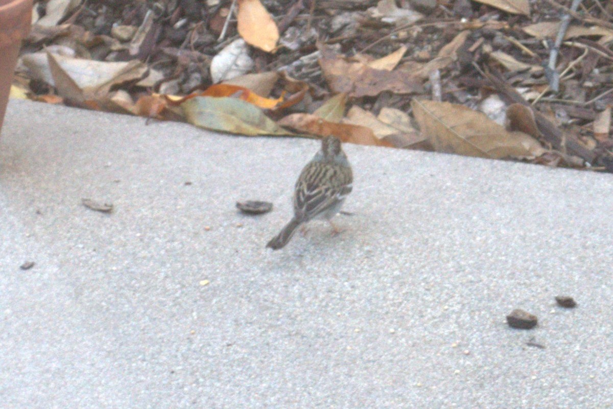 Brewer's Sparrow - ML613272758