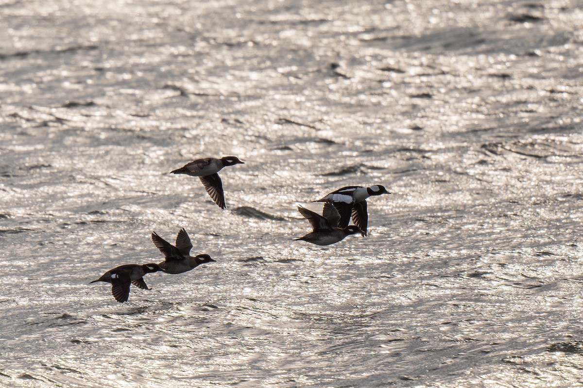 Bufflehead - ML613272764