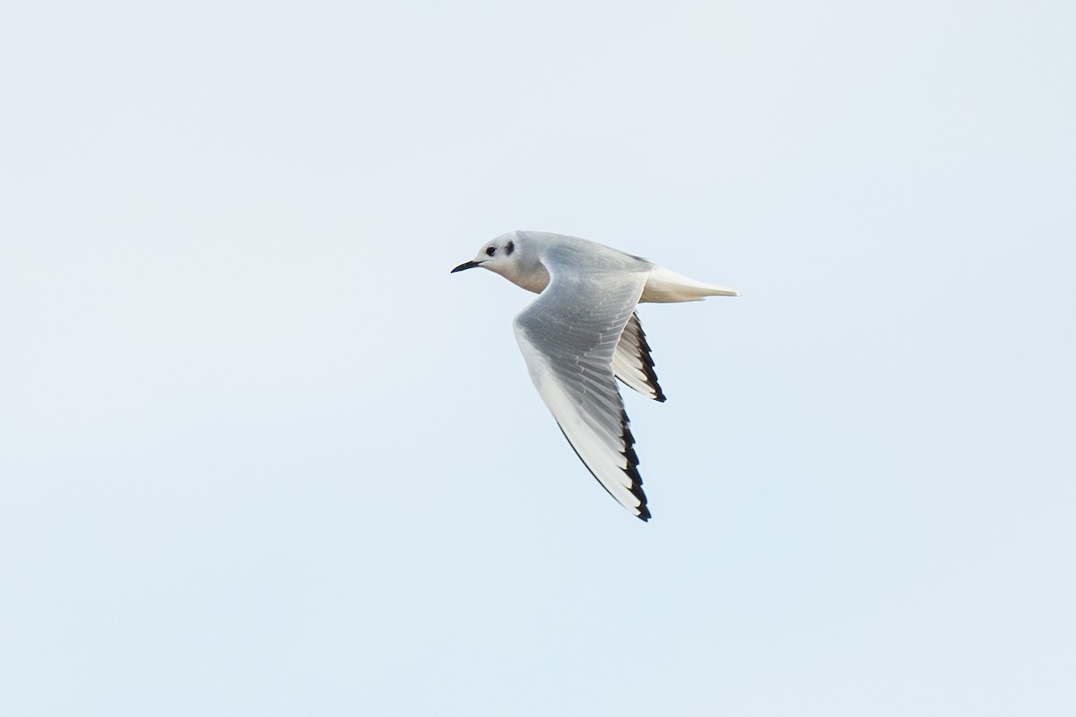 Bonaparte's Gull - ML613272770