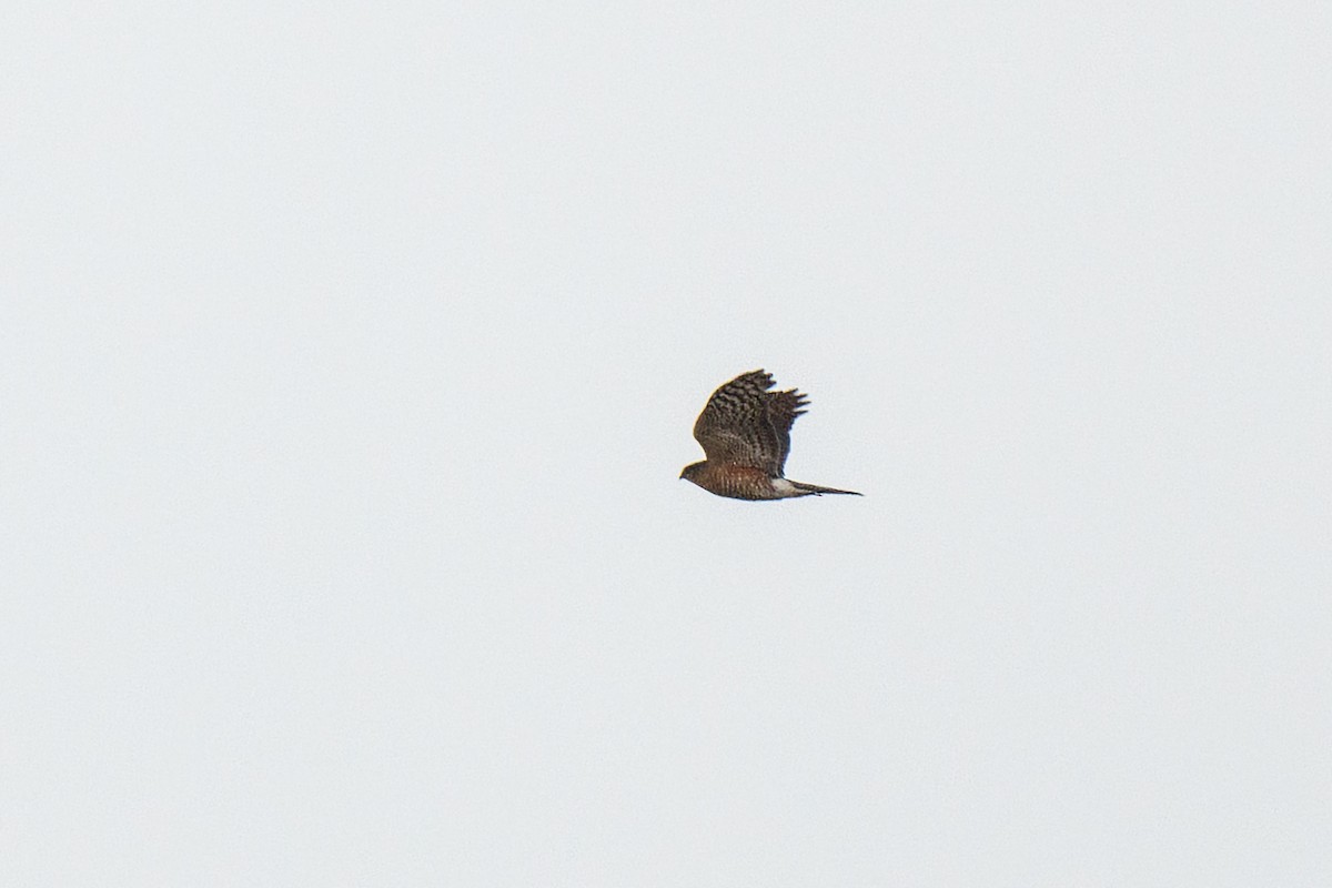 Sharp-shinned Hawk - ML613272779