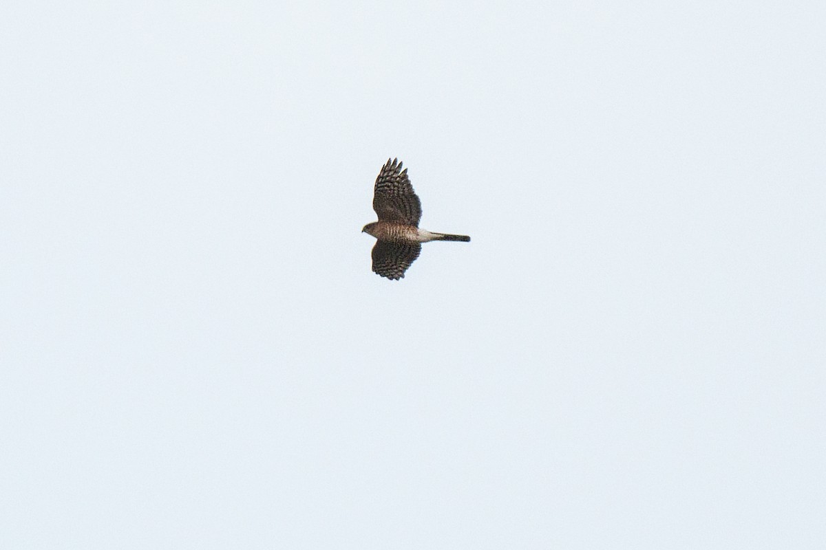 Sharp-shinned Hawk - ML613272780
