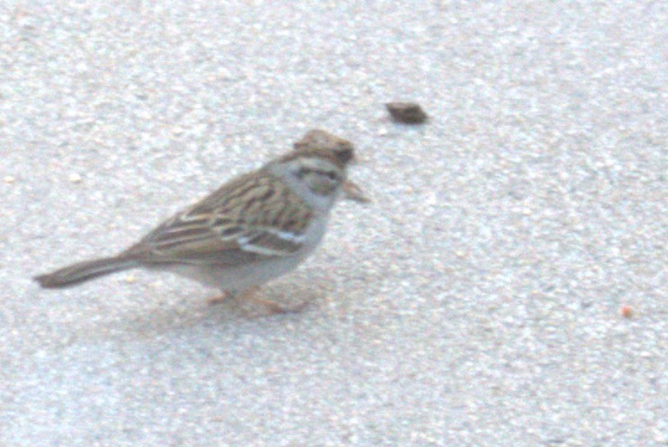 Brewer's Sparrow - ML613272781
