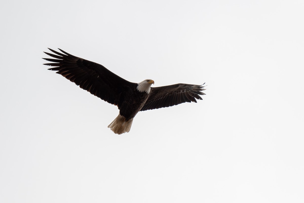 Bald Eagle - ML613272783