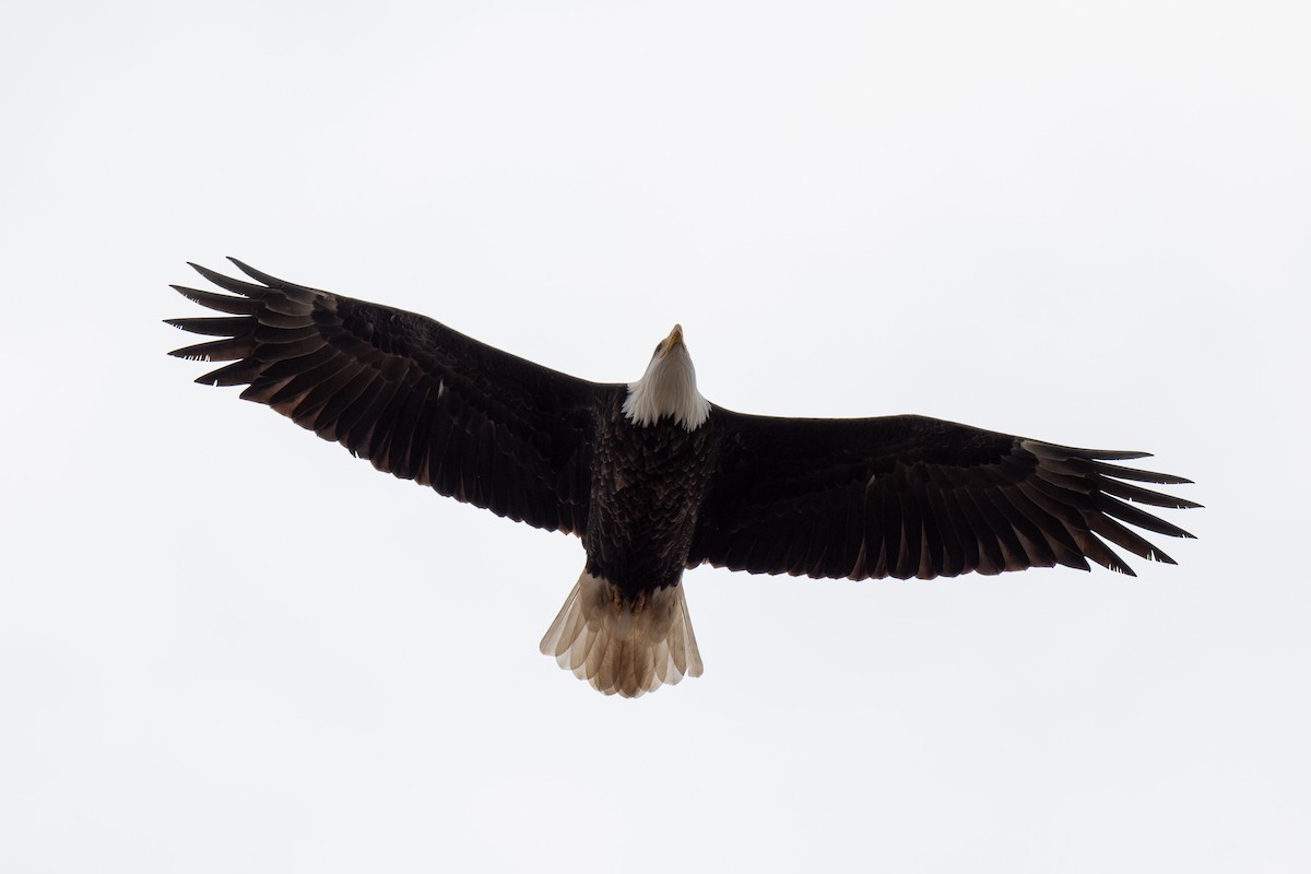 Bald Eagle - ML613272784