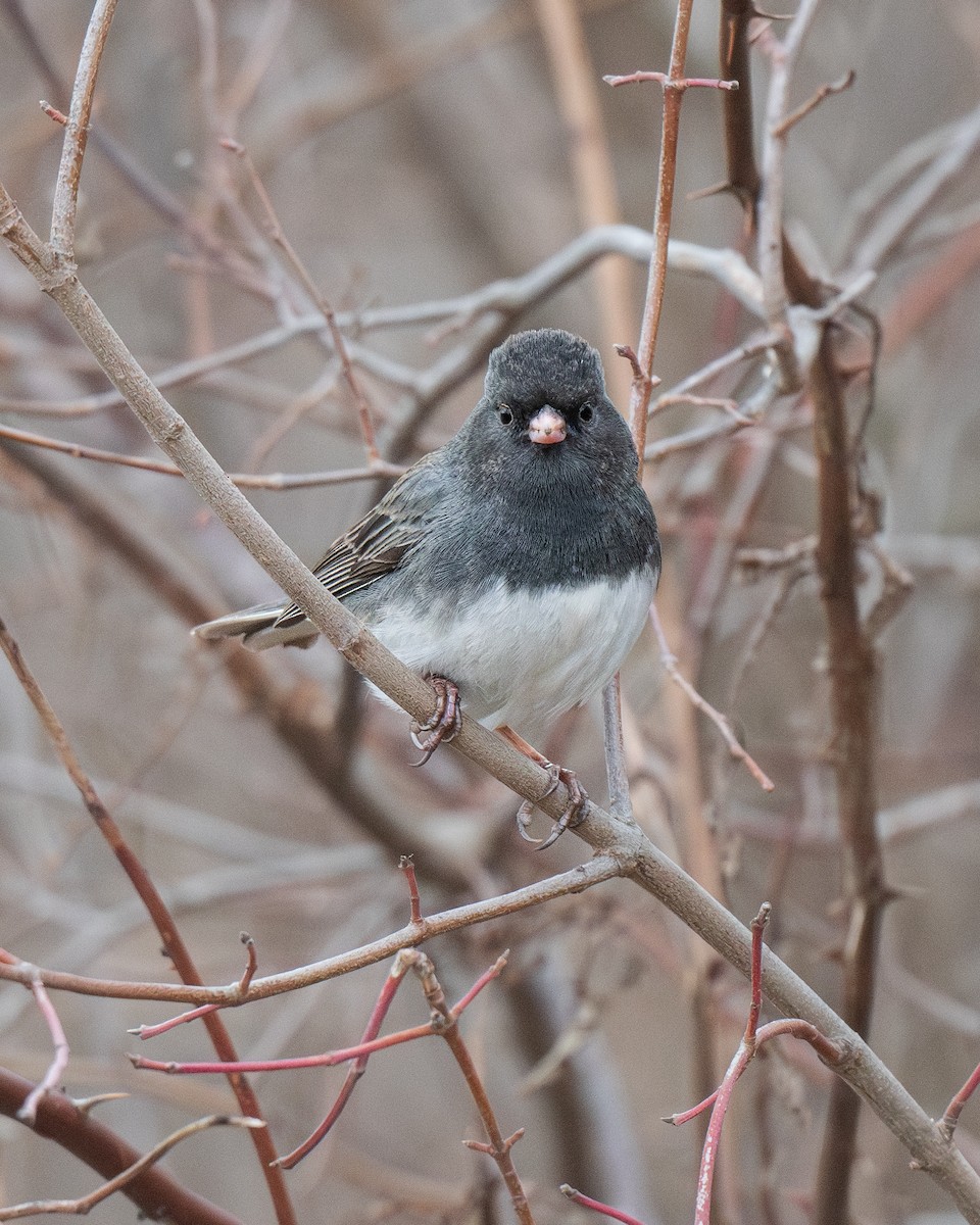 Dark-eyed Junco - ML613272790
