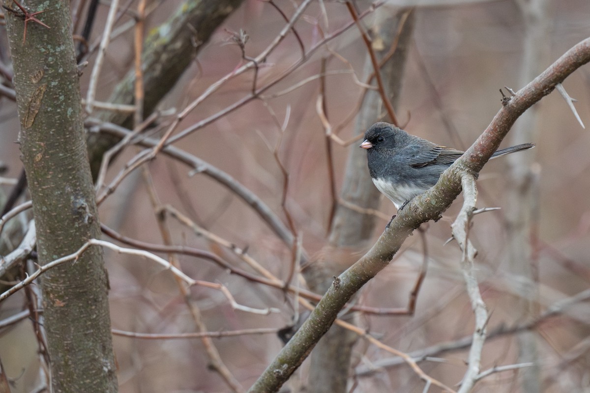 Dark-eyed Junco - ML613272791