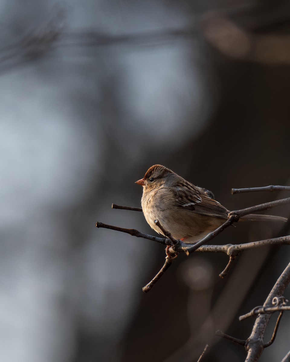 White-crowned Sparrow - ML613272806