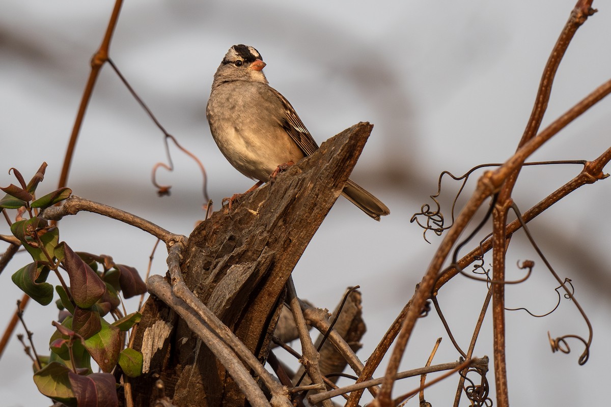 White-crowned Sparrow - ML613272808