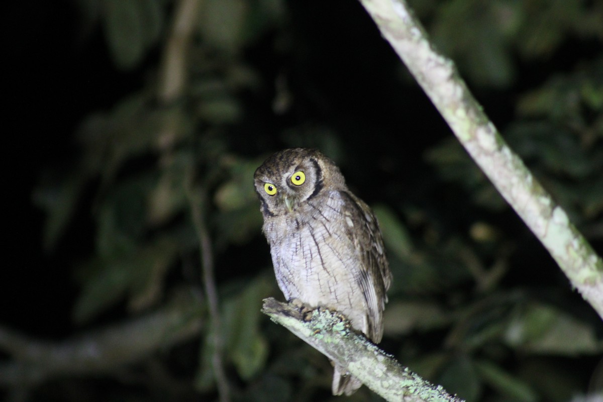 Tropical Screech-Owl - ML613272813