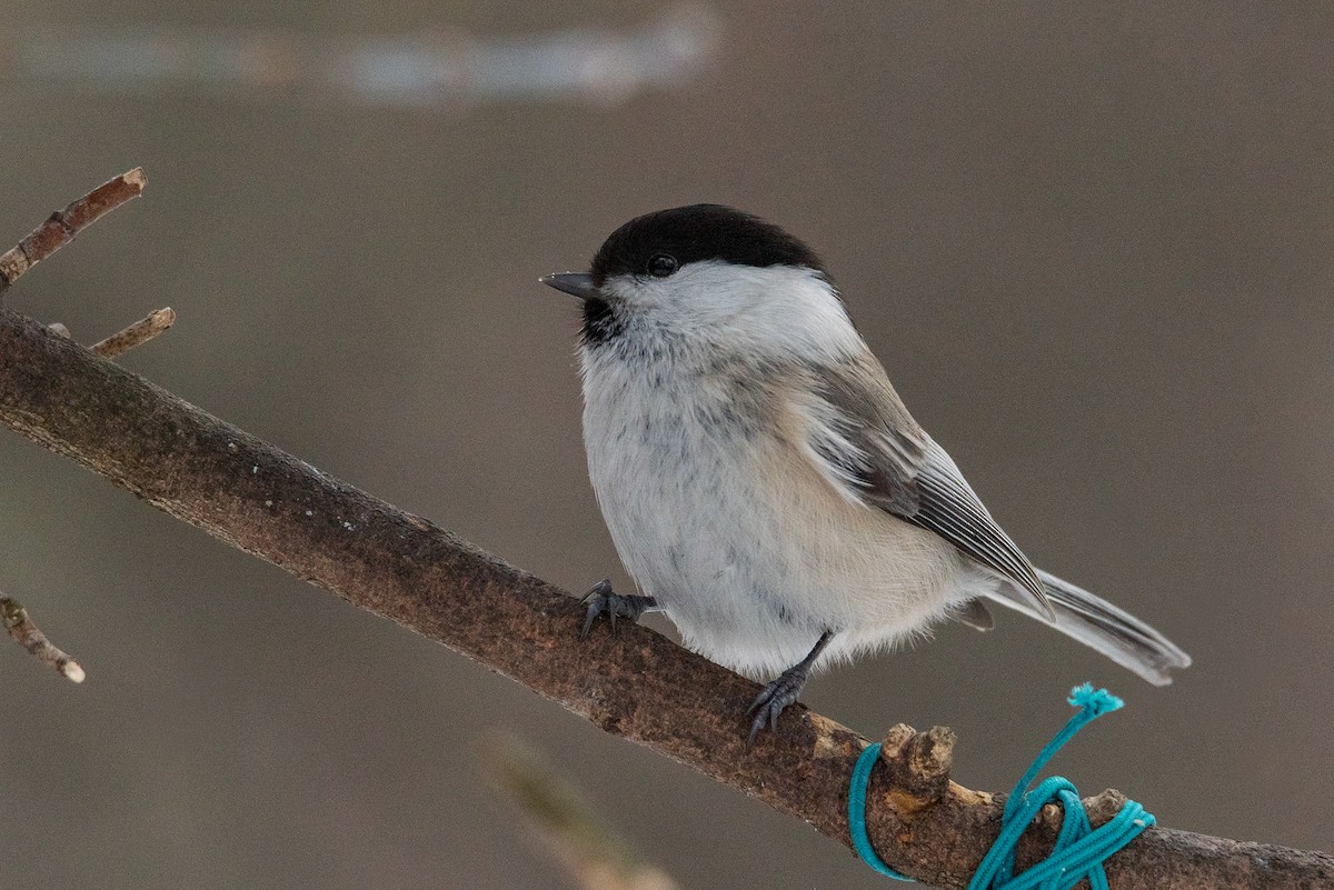 Mésange boréale - ML613272833