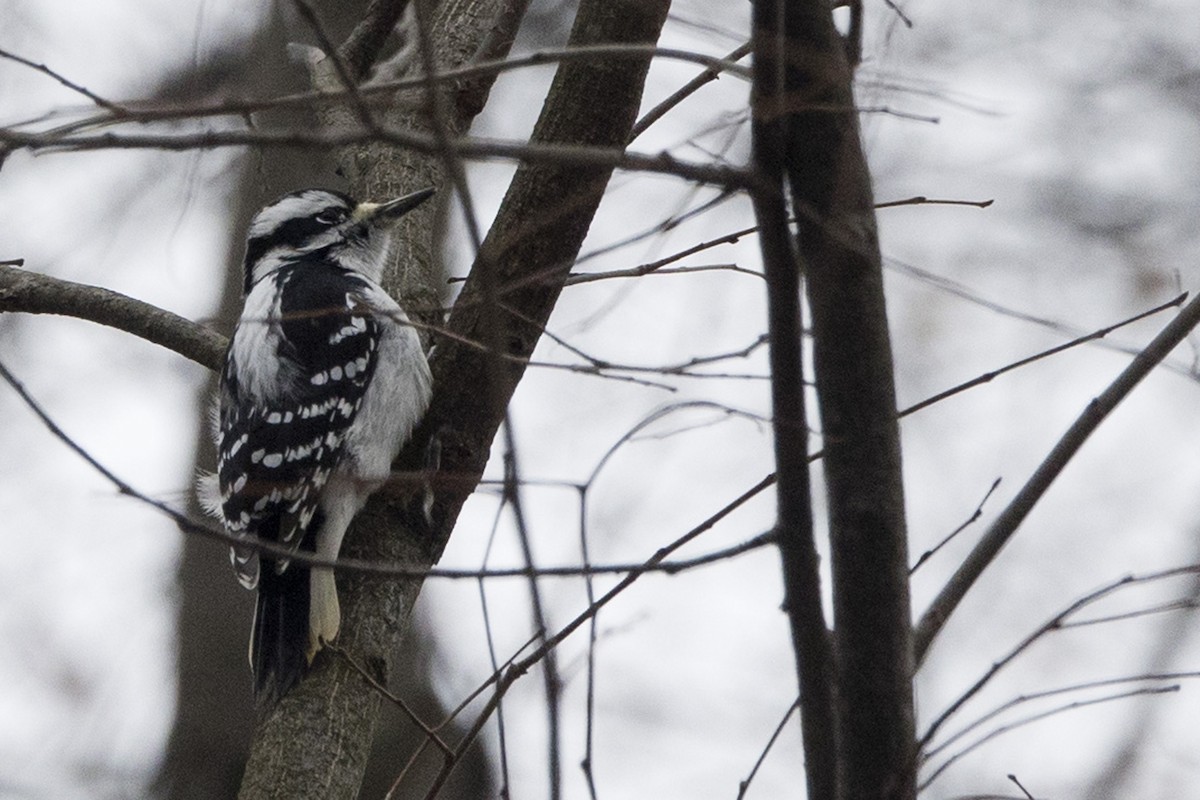 Hairy Woodpecker - ML613272838