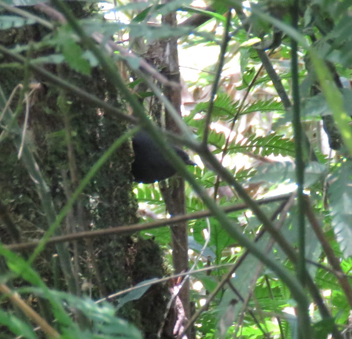 Planalto Tapaculo - ML613272852