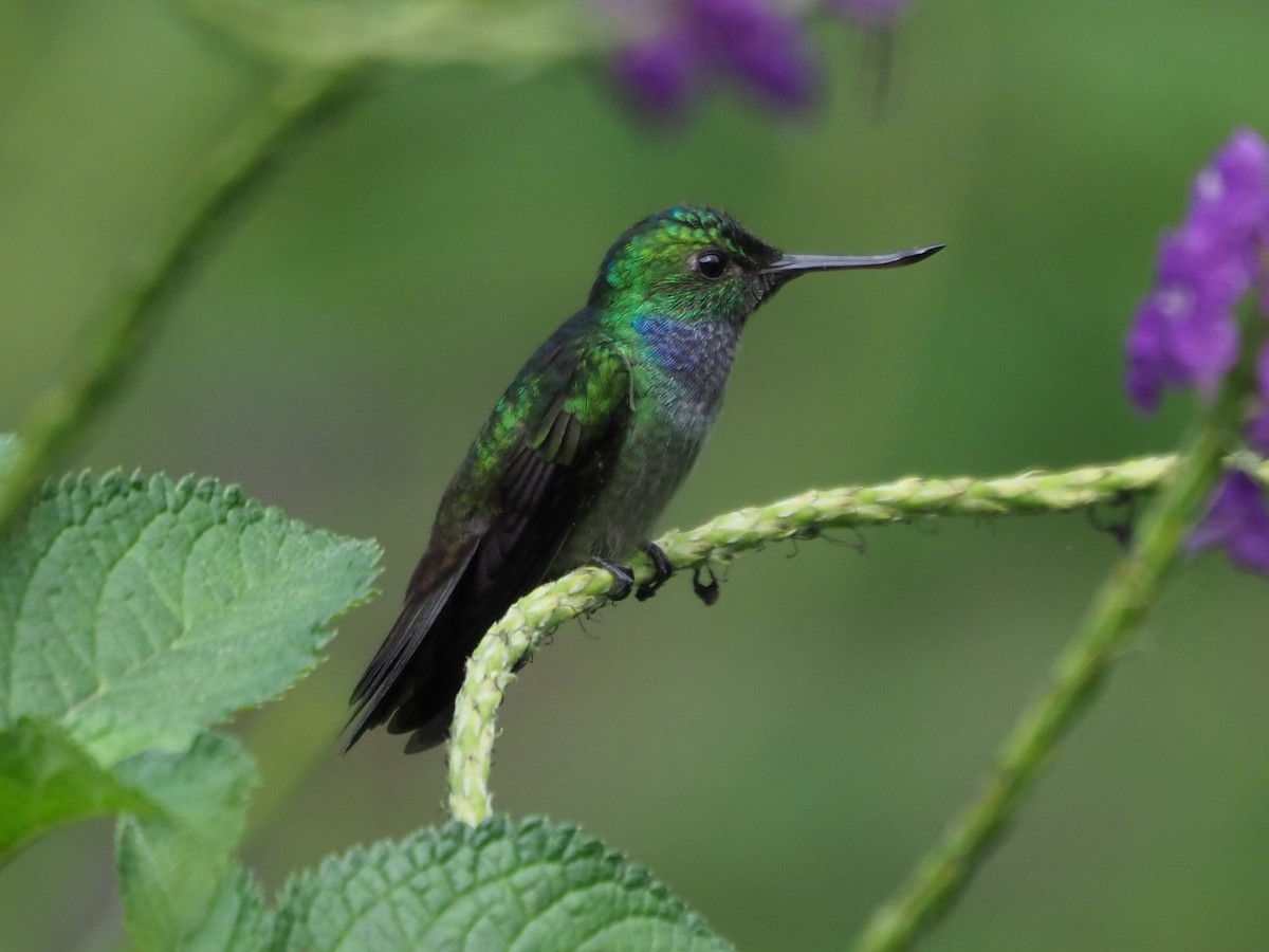 kolibřík modroprsý - ML613272931