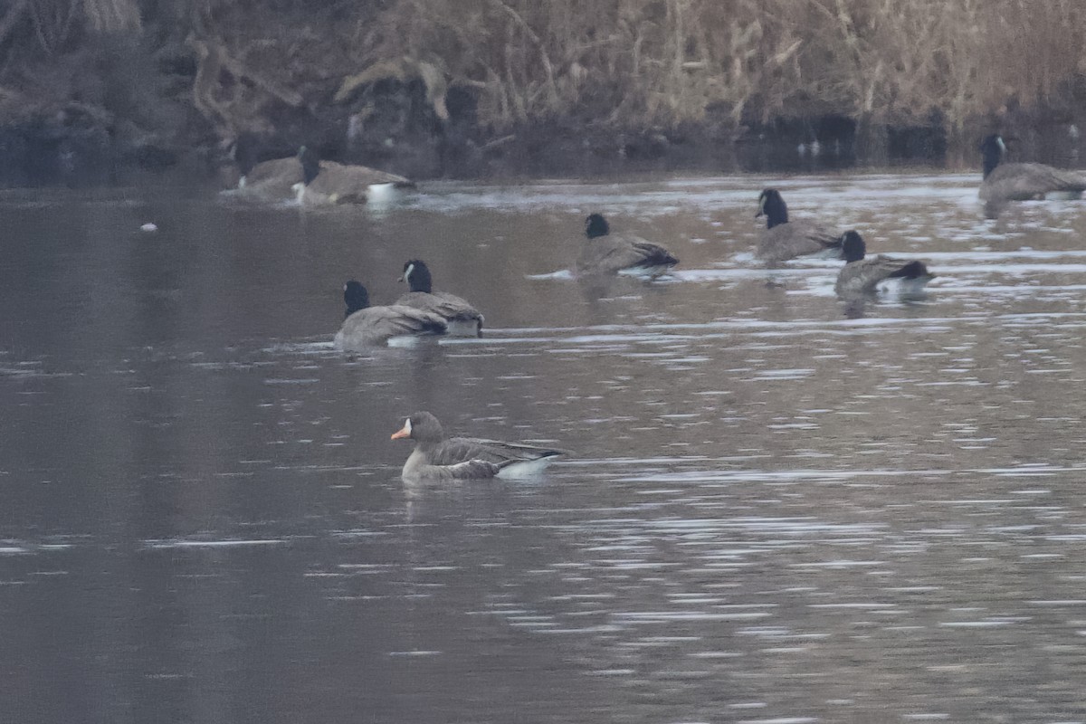 Greater White-fronted Goose - ML613273007