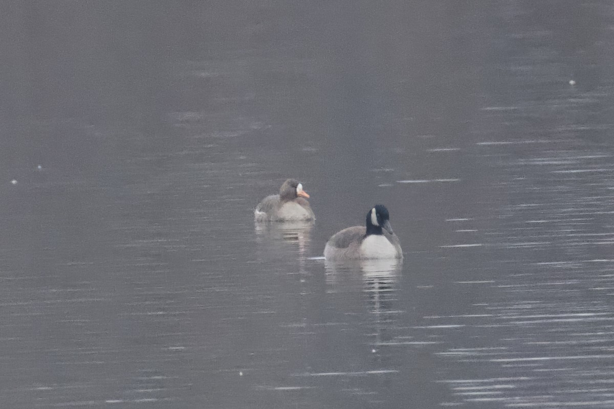 Greater White-fronted Goose - ML613273019