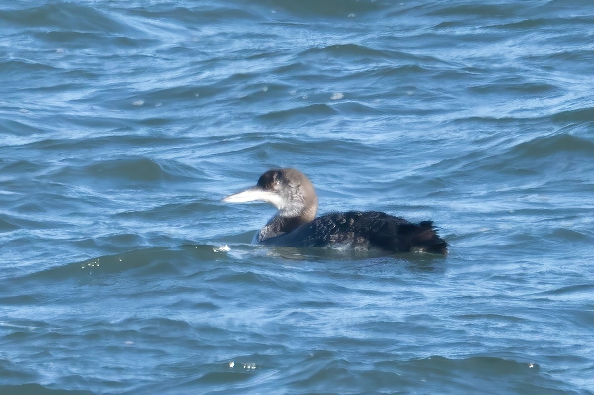 Plongeon huard - ML613273072