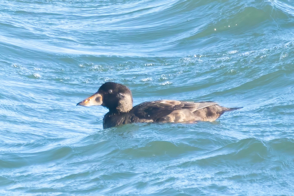 Surf Scoter - ML613273076