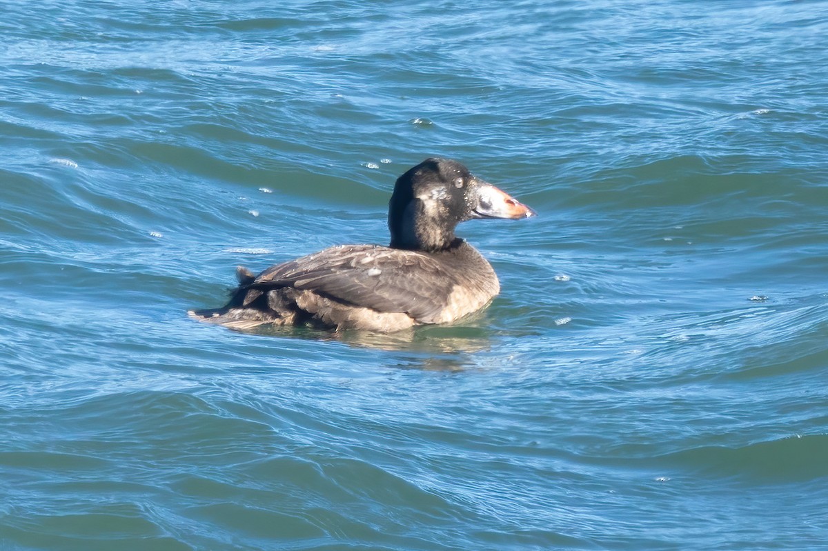 Surf Scoter - ML613273077