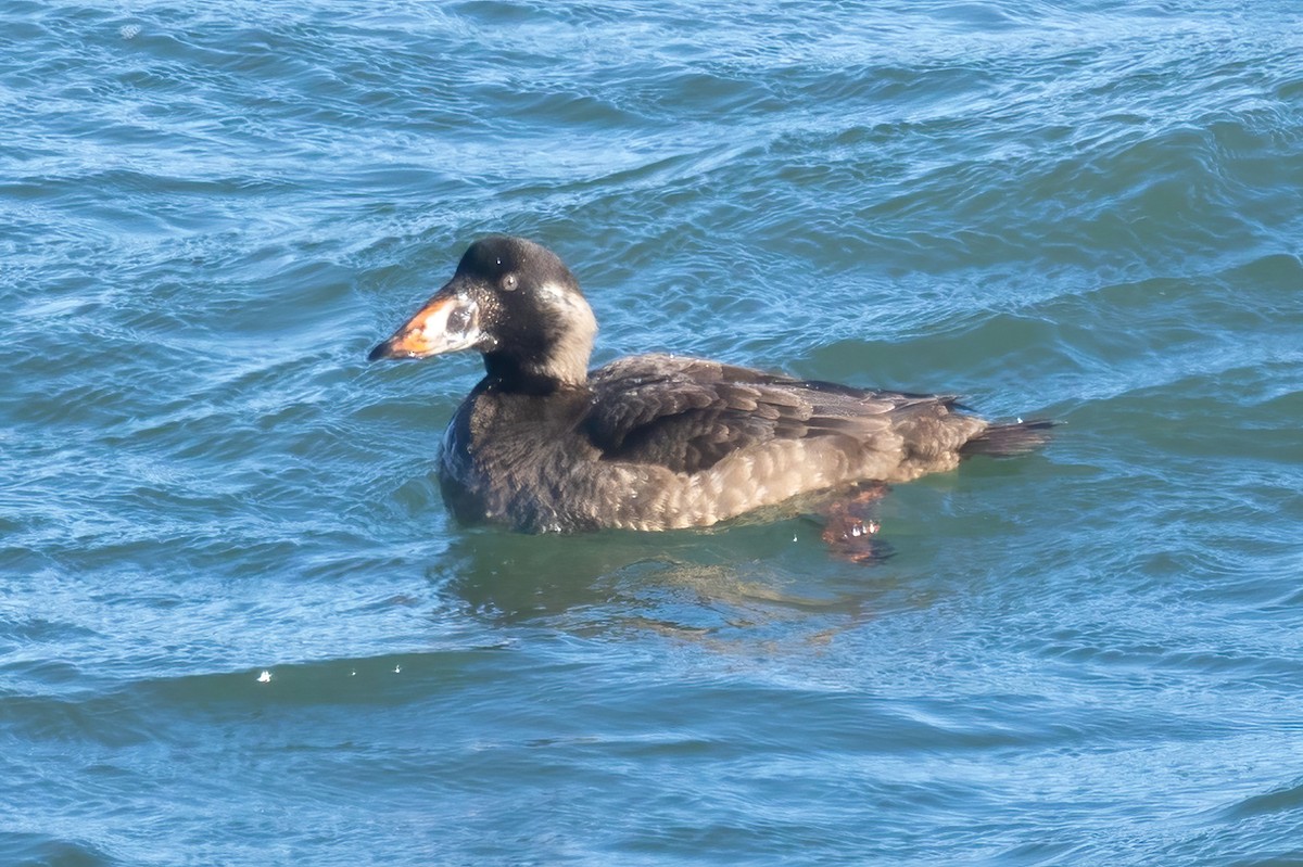 Surf Scoter - ML613273079