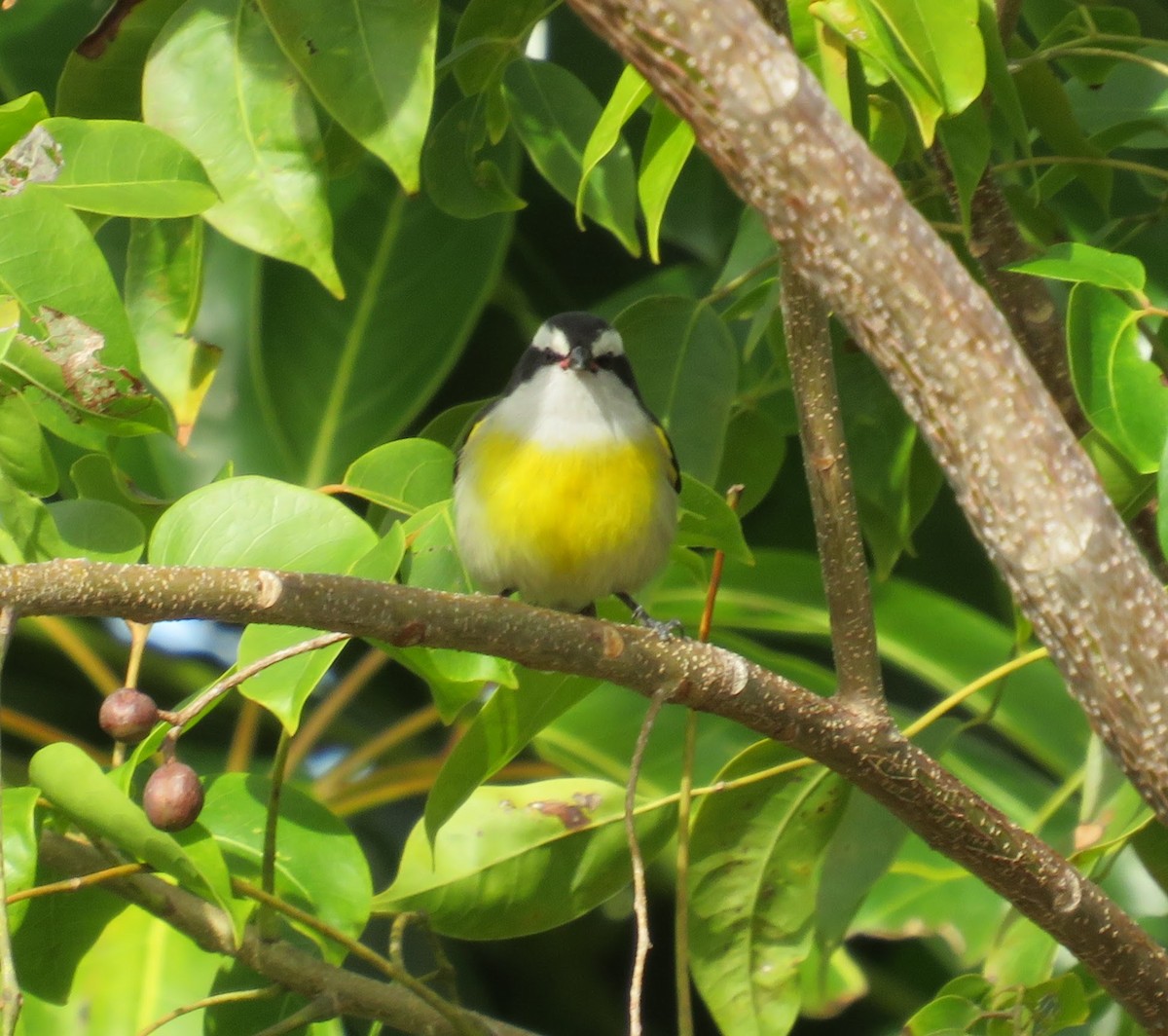 Sucrier à ventre jaune (bahamensis) - ML613273122