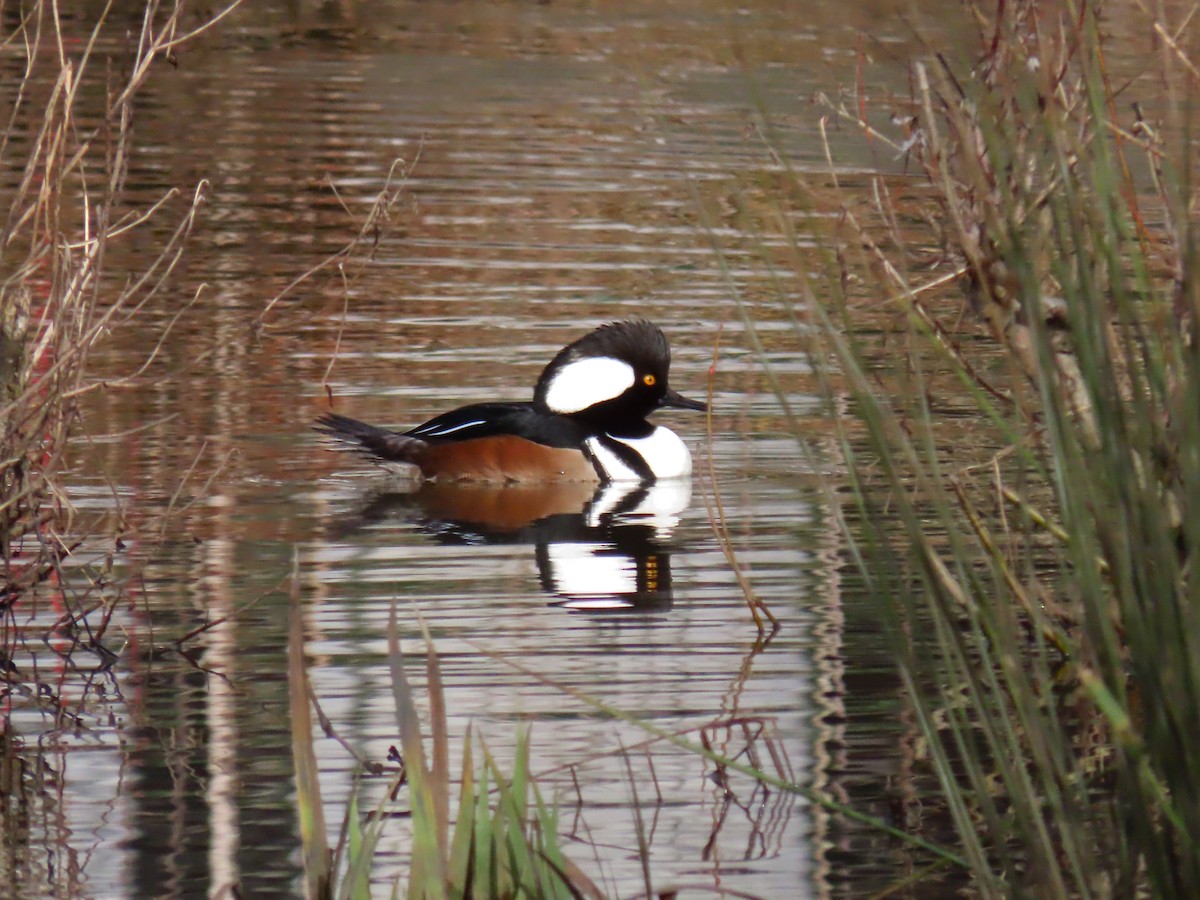 Hooded Merganser - Anonymous