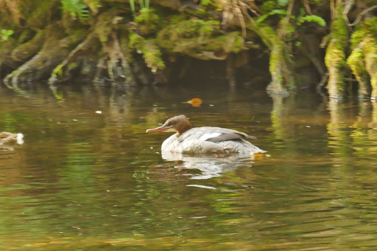 Common Merganser - Mervyn Stovell