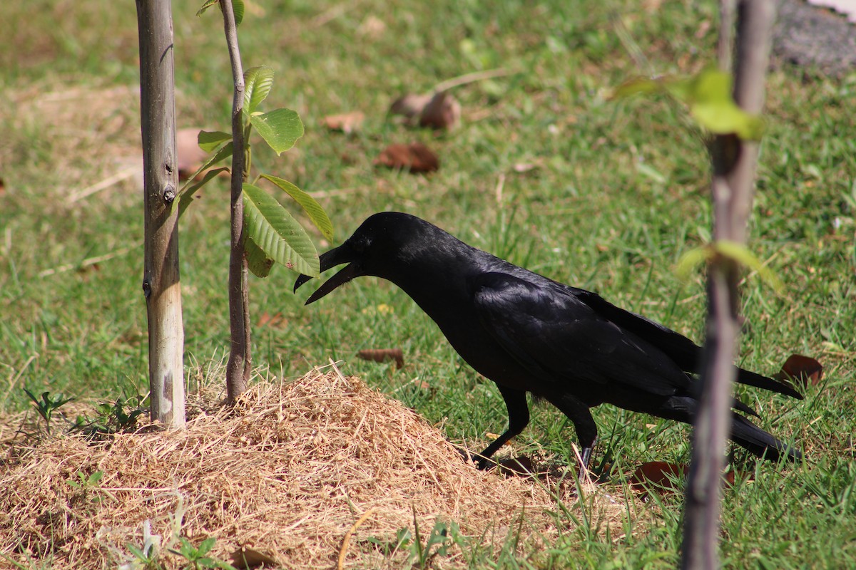 Large-billed Crow (Eastern) - ML613273382