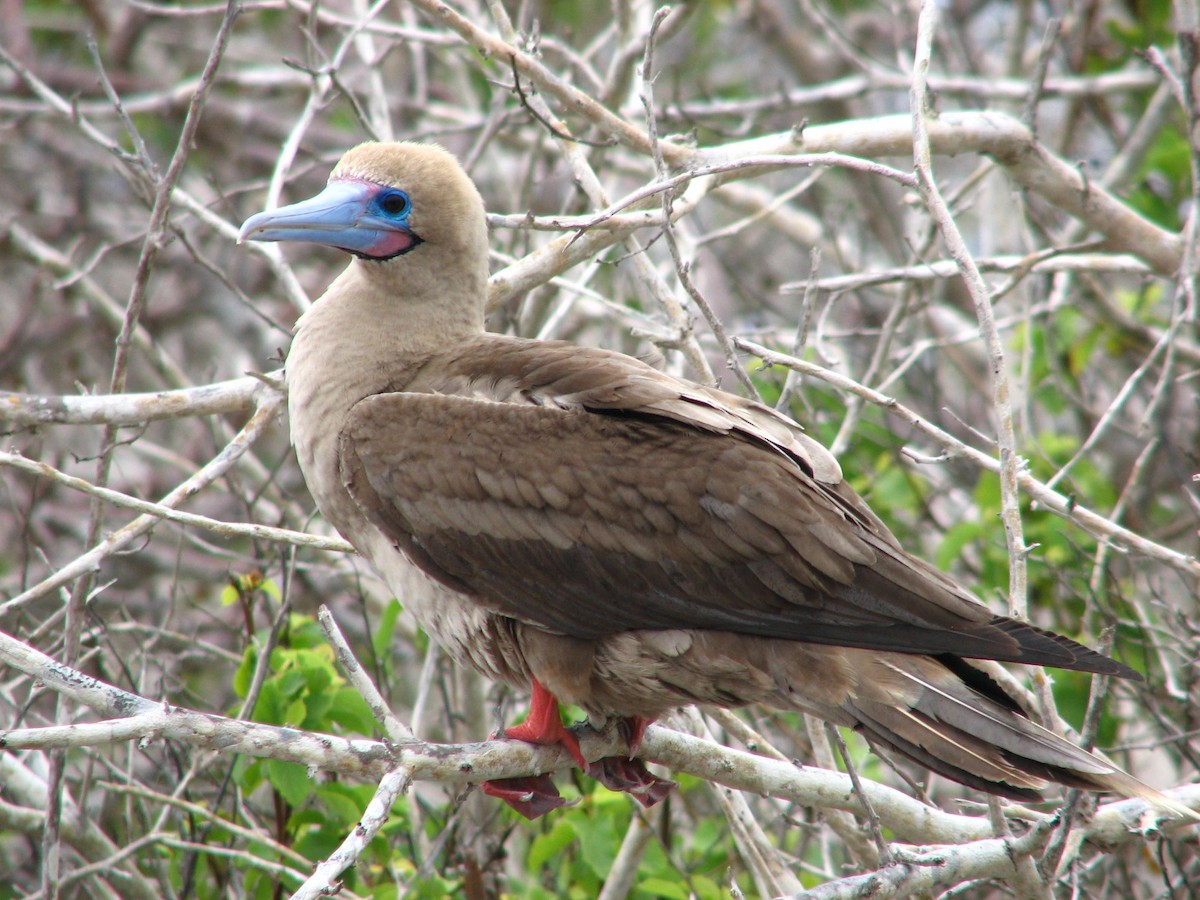 Red-footed Booby - ML613273415