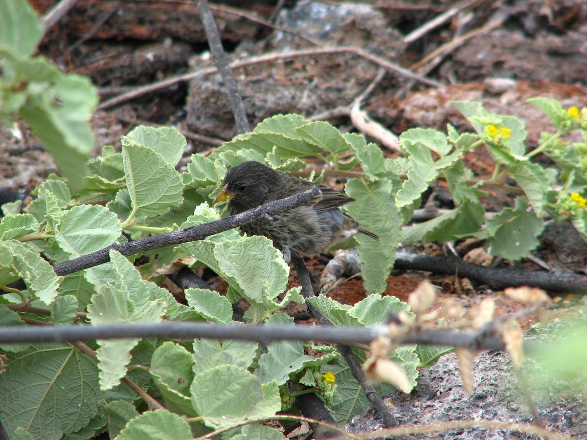 Pinzón de Darwin Picofino de Genovesa - ML613273442