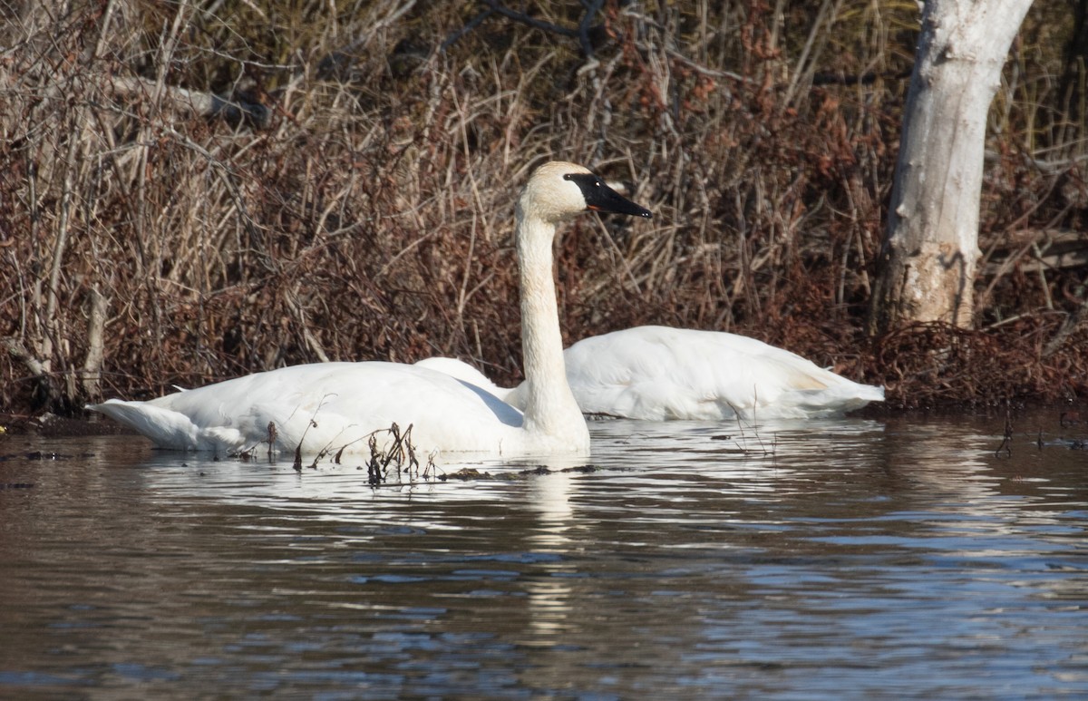 Trumpeter Swan - ML613273552