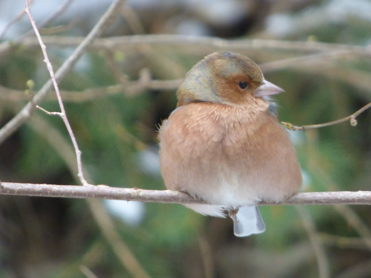 Common Chaffinch - ML613273570