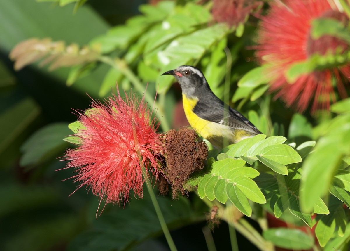 Bananaquit - ML613273587