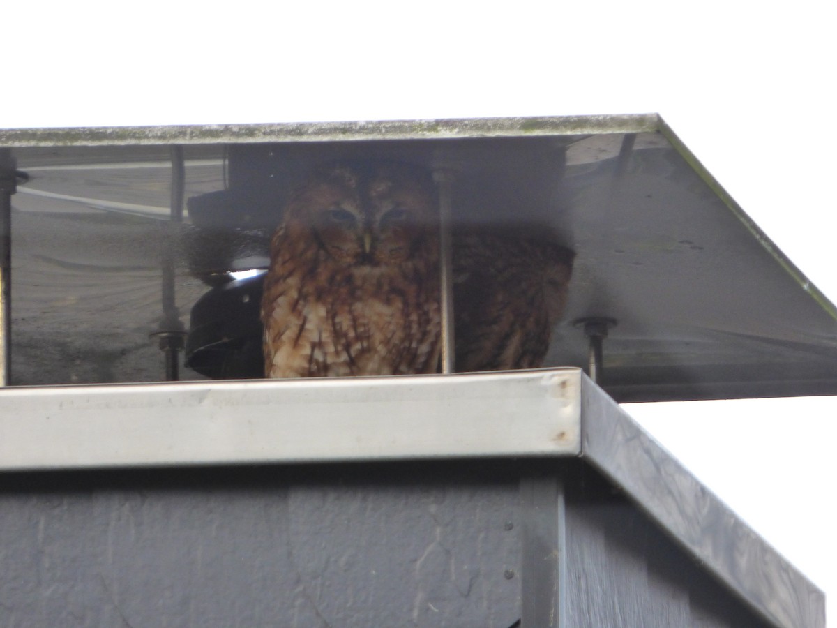 Tawny Owl - Panagiotis Michalakos