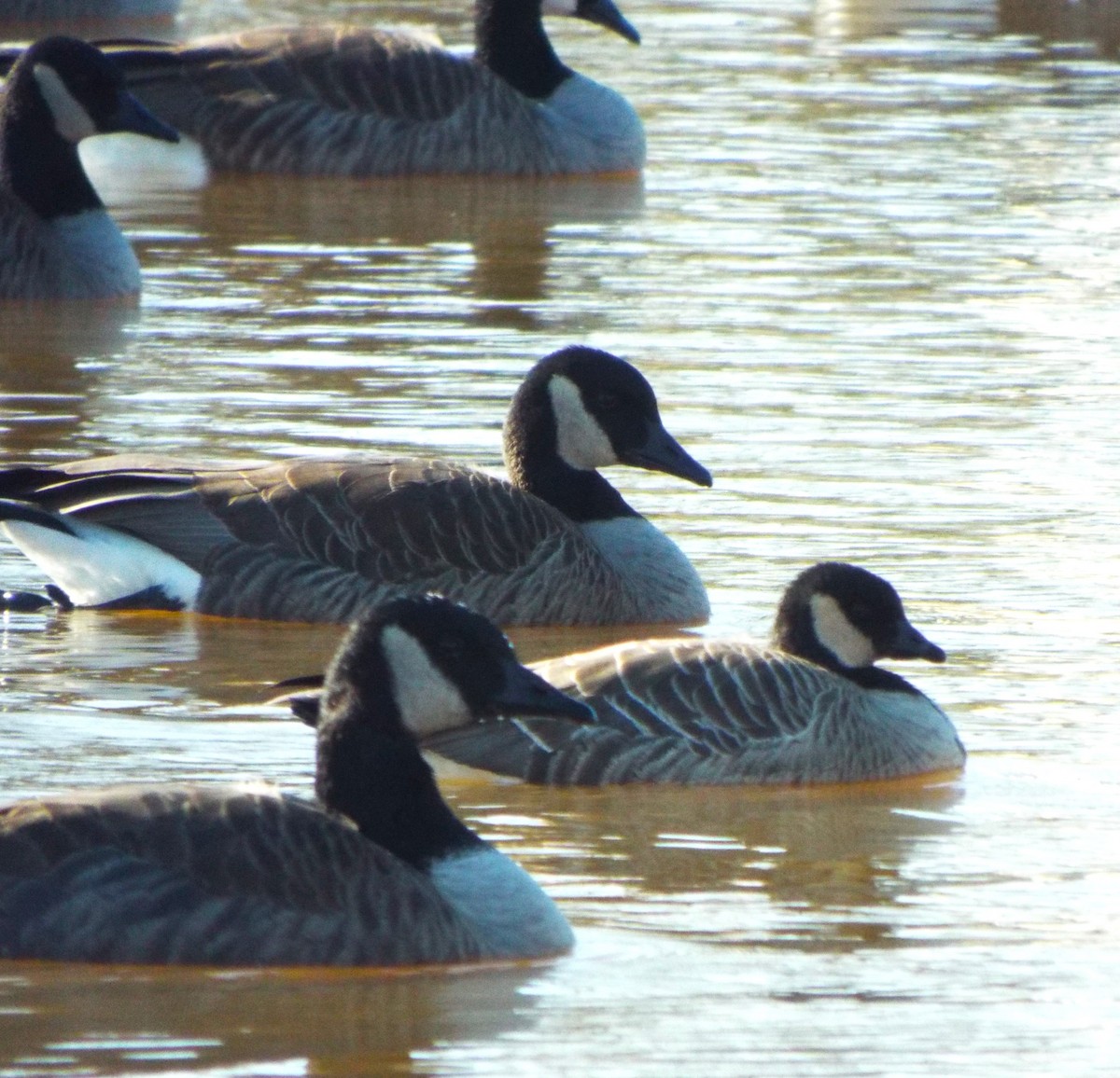 Cackling Goose - ML613273637