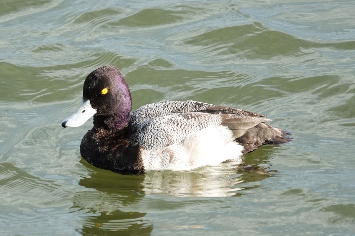 Lesser Scaup - ML613273675