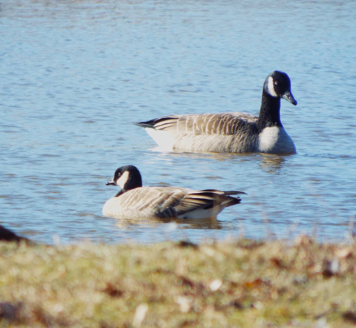 Cackling Goose - ML613273683
