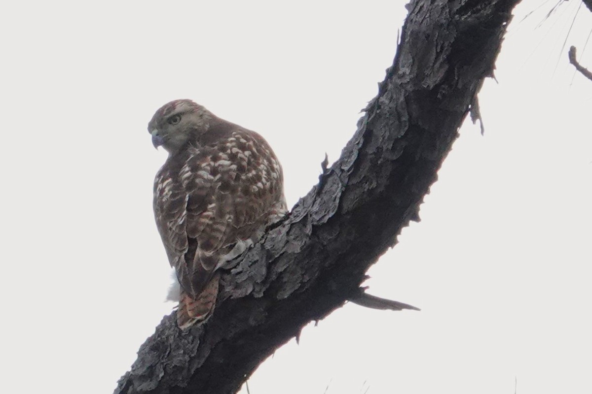 Red-tailed Hawk - Allison Graves