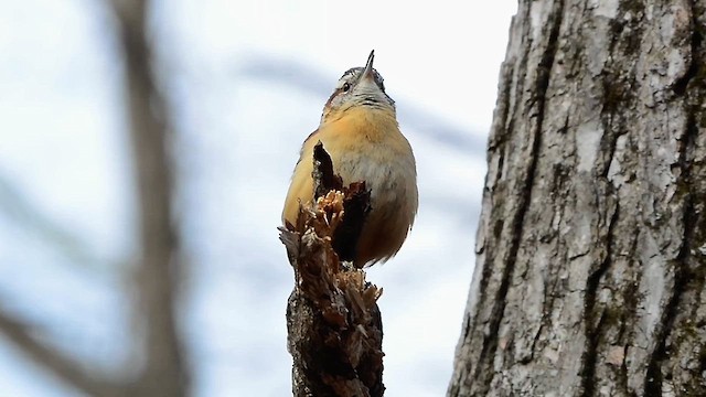 Carolina Wren - ML613273768