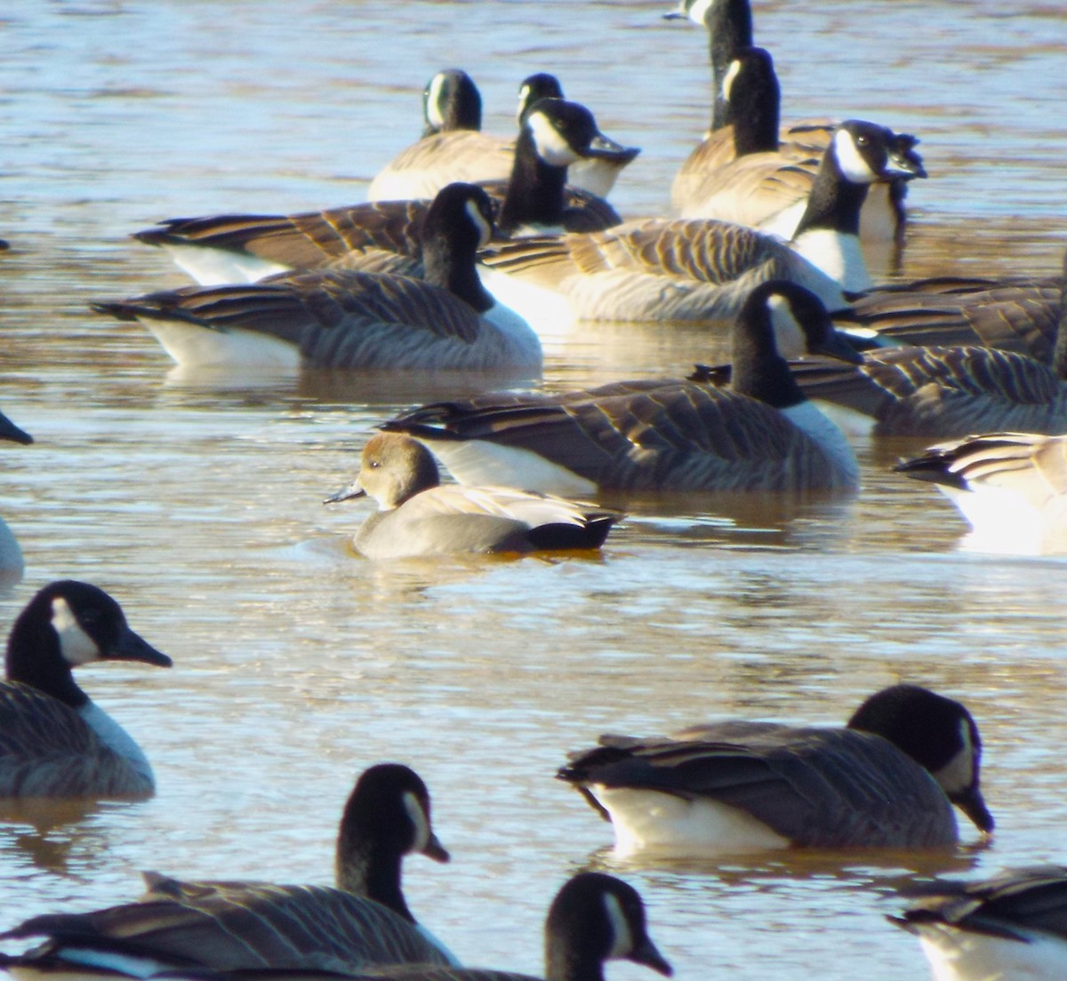 Gadwall - ML613273769