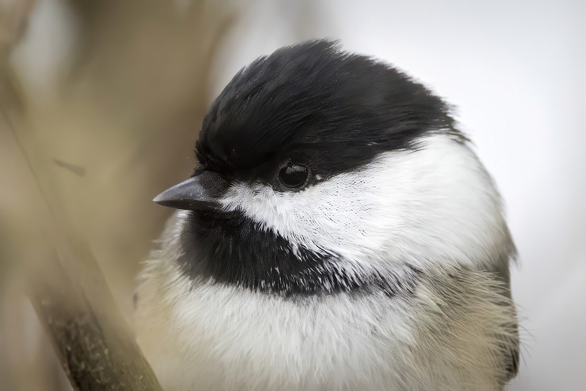 Black-capped Chickadee - ML613273773