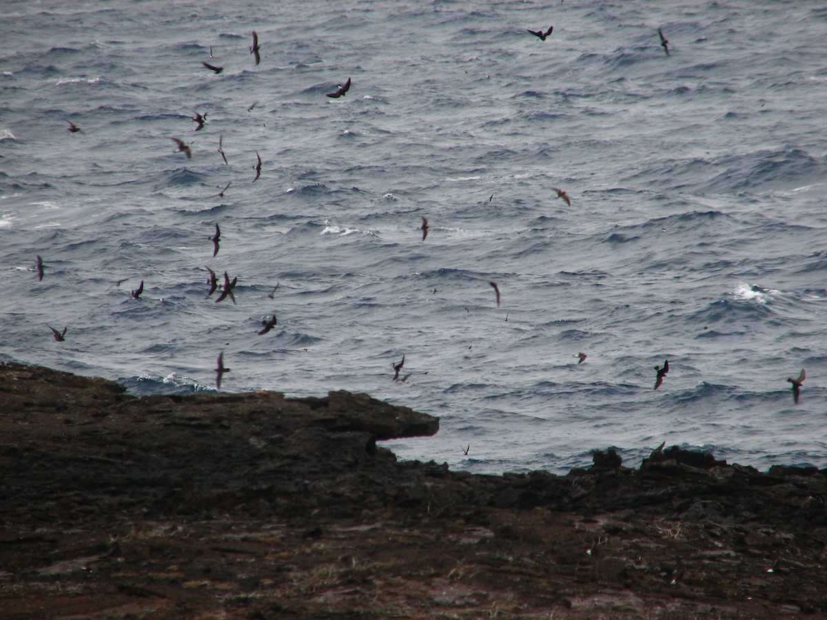 Wedge-rumped Storm-Petrel - ML613273789