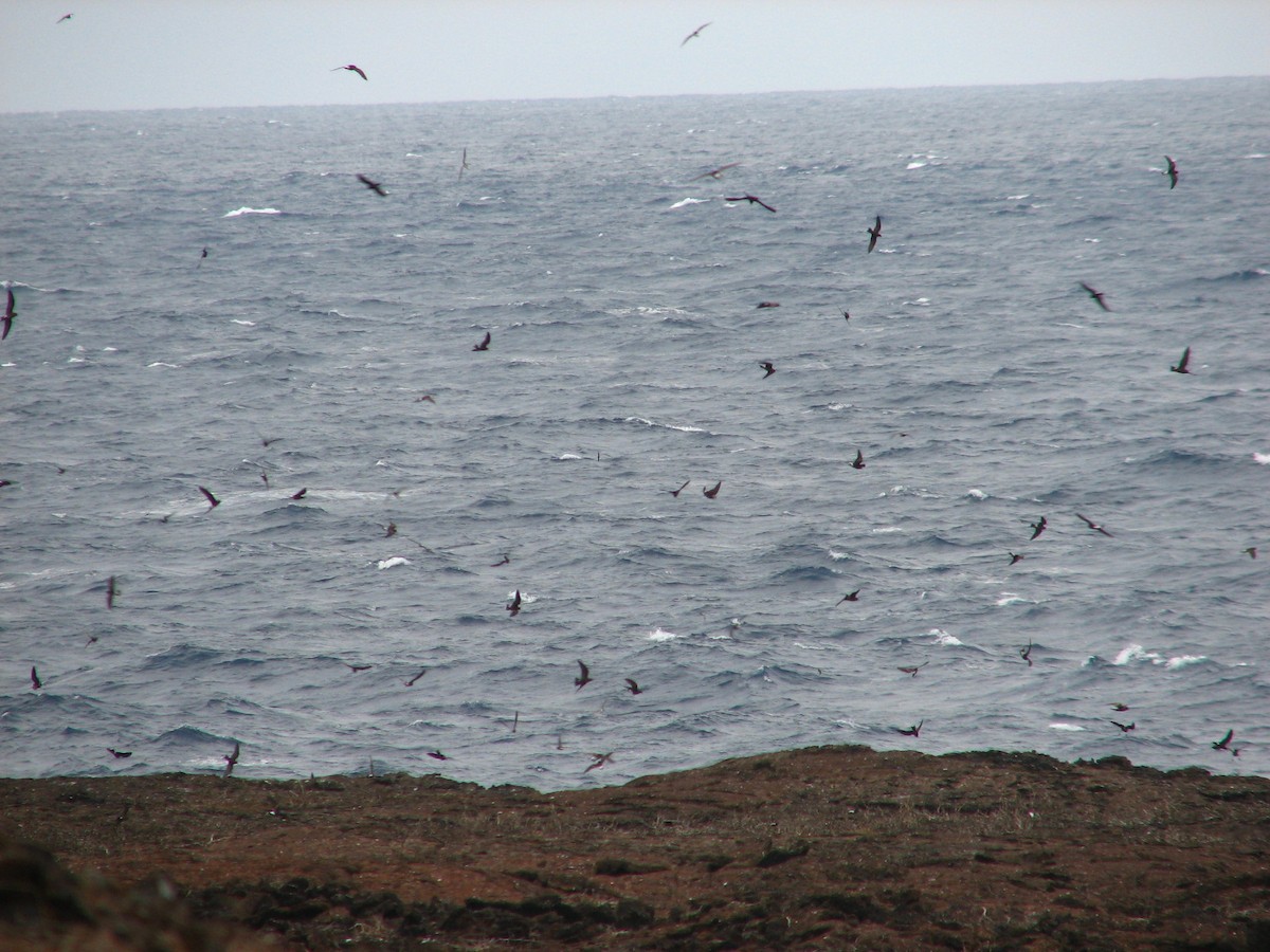 Wedge-rumped Storm-Petrel - Roger Foxall